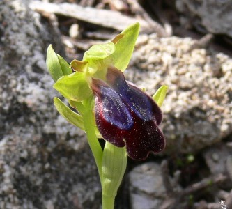 Rhodos - Flora